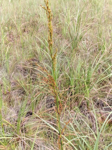 Lagenocarpus sabanensis, 2026-04-26