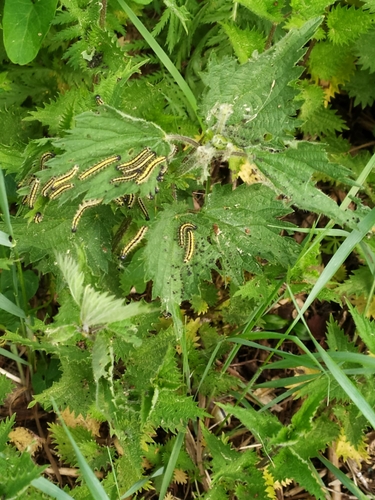 Small Tortoiseshell
