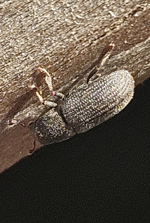 Hylastes opacus