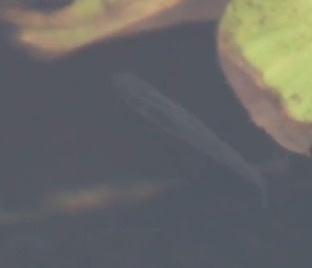 Gambusia affinis