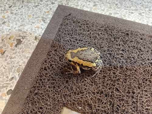 Asian Painted Frog