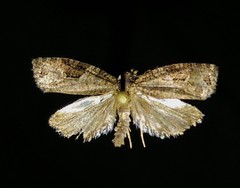 Apotomis infida