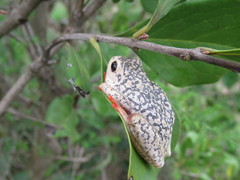 Hyperolius viridiflavus pantherinus