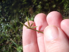Isolepis prolifera