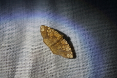 Nematocampa