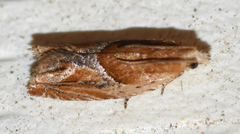 Ancylis comptana