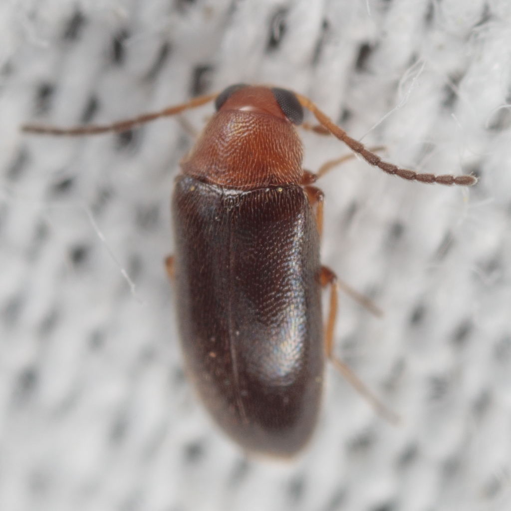 Red-necked False Darkling Beetle