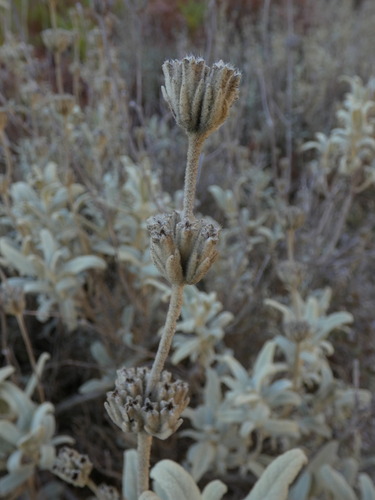 Phlomis italica, photograph 3