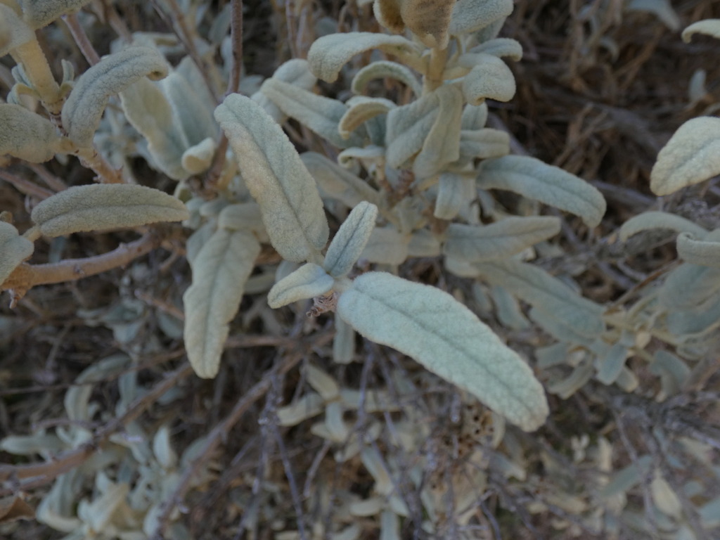 Phlomis italica; photograph (c) Yves Bas, some rights reserved (CC BY)