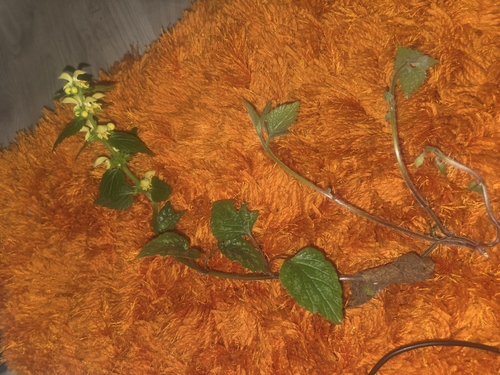 yellow archangel