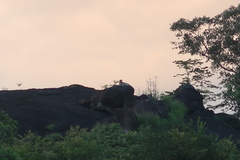 Panthera pardus kotiya