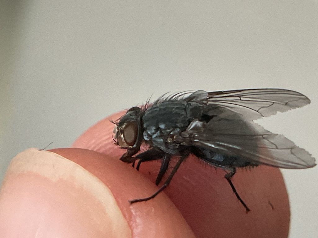 Long-horned Bluebottle