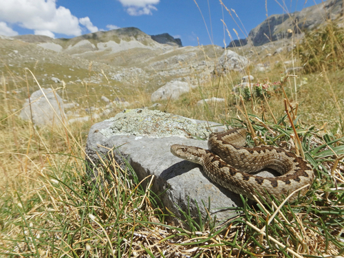 Photo of a Greek Meadow Viper (Vipera graeca)