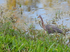 Egretta tricolor image