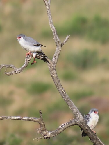 Pygmy Falcon (Polihierax semitorquatus), photo 3