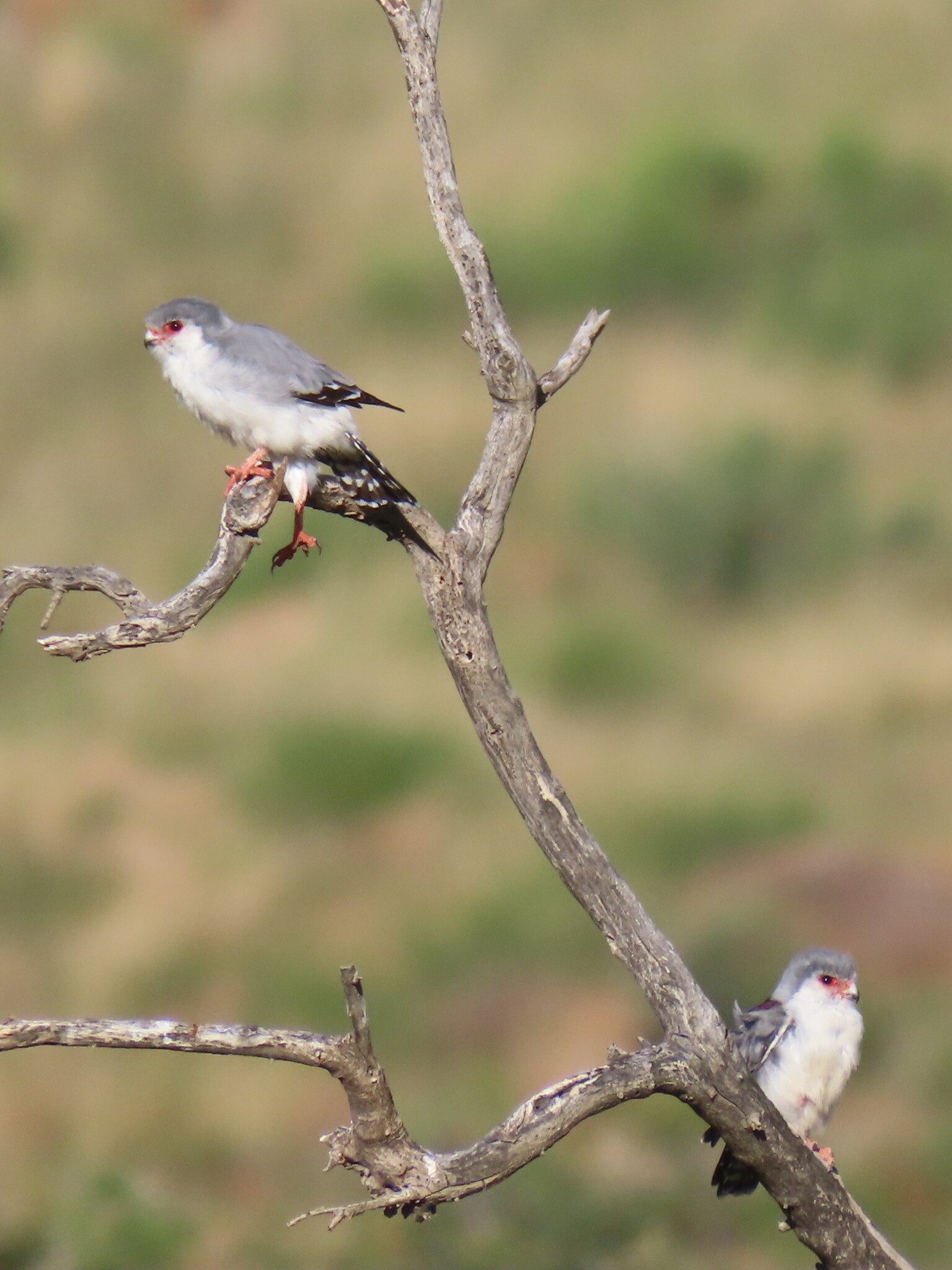 Pygmy Falcon (Polihierax semitorquatus), photo 3