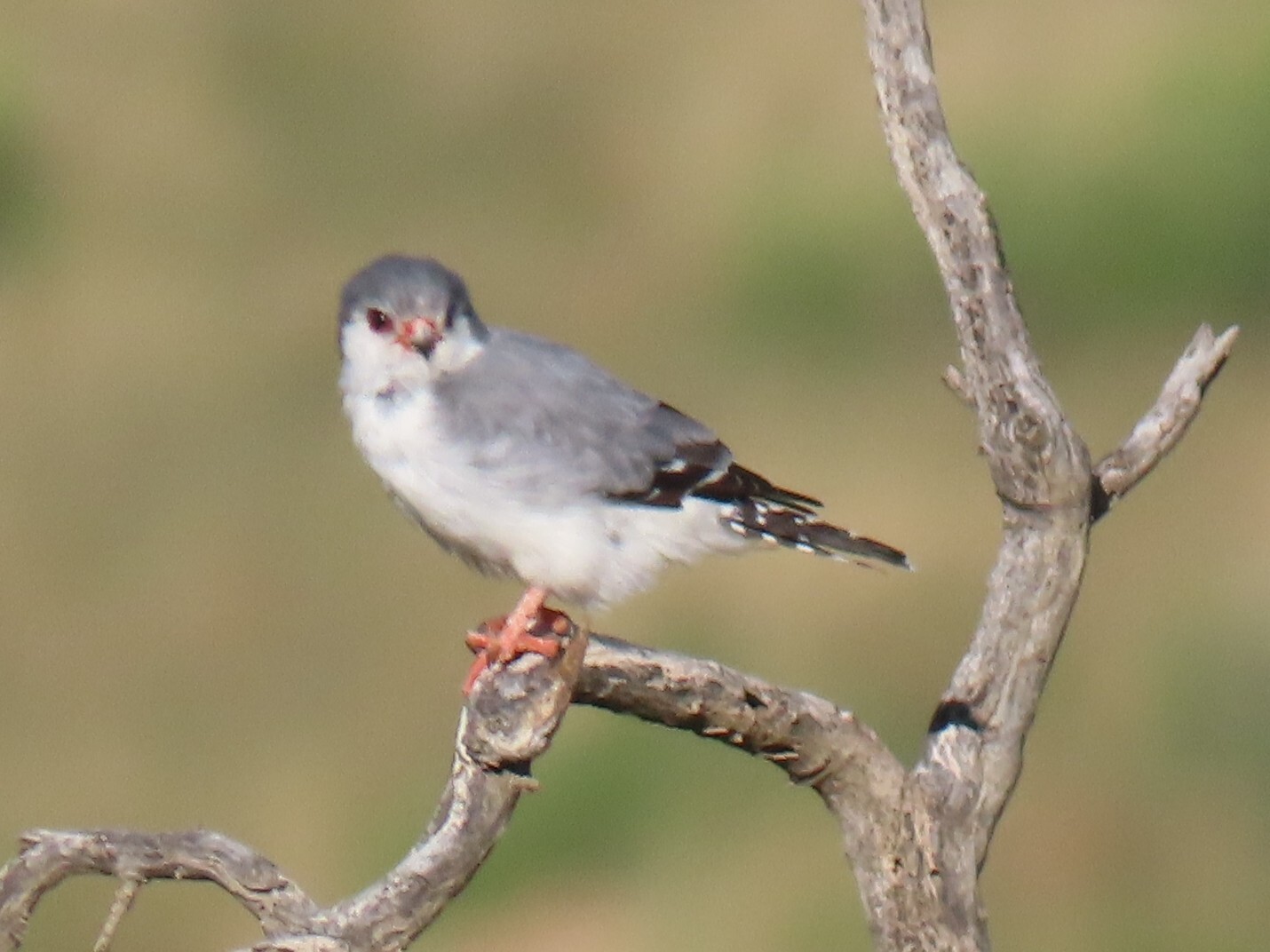 Pygmy Falcon (Polihierax semitorquatus), photo 4