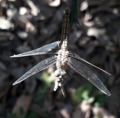 Brachythemis contaminata