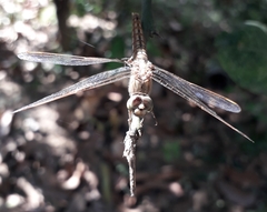 Brachythemis contaminata