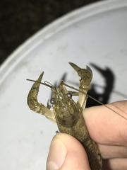 Faxonius occidentalis