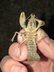 Faxonius occidentalis