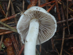 Inocybe geophylla