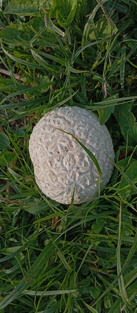 Lycoperdon utriforme · May 2026 · photo: © marijaexpeharblagovi (iNaturalist, cc-by-nc)