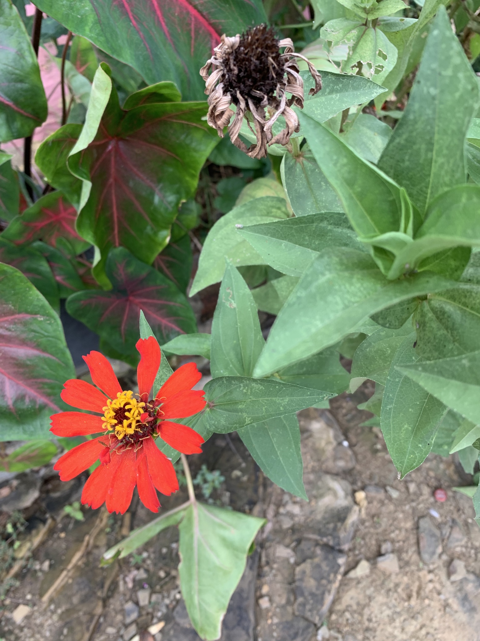 Zinnia elegans