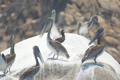 Pelecanus occidentalis