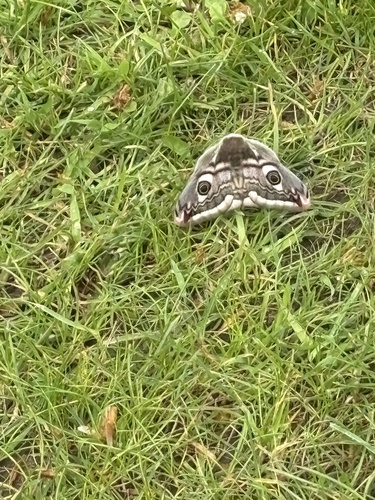 Small Emperor Moth