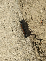 Nymphalis antiopa