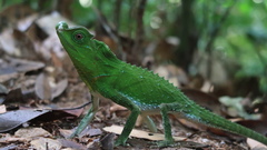 Lyriocephalus scutatus