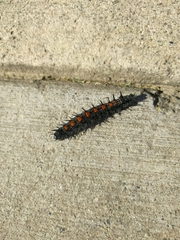 Nymphalis antiopa