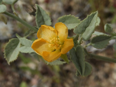 Abutilon incanum
