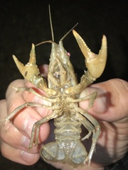 Faxonius occidentalis