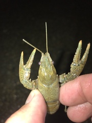 Faxonius occidentalis