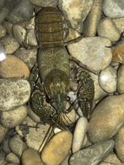 Faxonius occidentalis