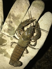 Faxonius occidentalis