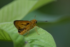 Oriens goloides
