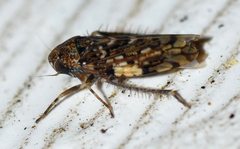 Xestocephalus tessellatus