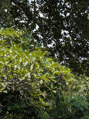 Elaeocarpus tuberculatus, photograph 1
