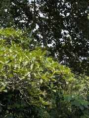Elaeocarpus tuberculatus