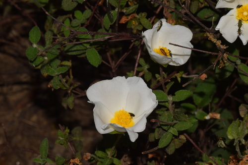Avistamiento Cistus salviifolius