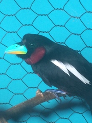 Cymbirhynchus macrorhynchos