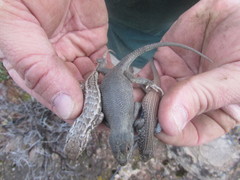 Sceloporus graciosus graciosus