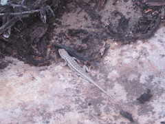 Sceloporus graciosus graciosus