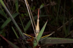 Microcoema acuminata
