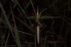 Microcoema acuminata