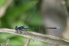 Argia pulla