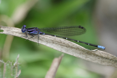 Argia pulla